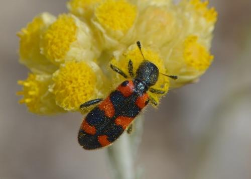 Réf. 229 528 : Trichodes leucopsideus